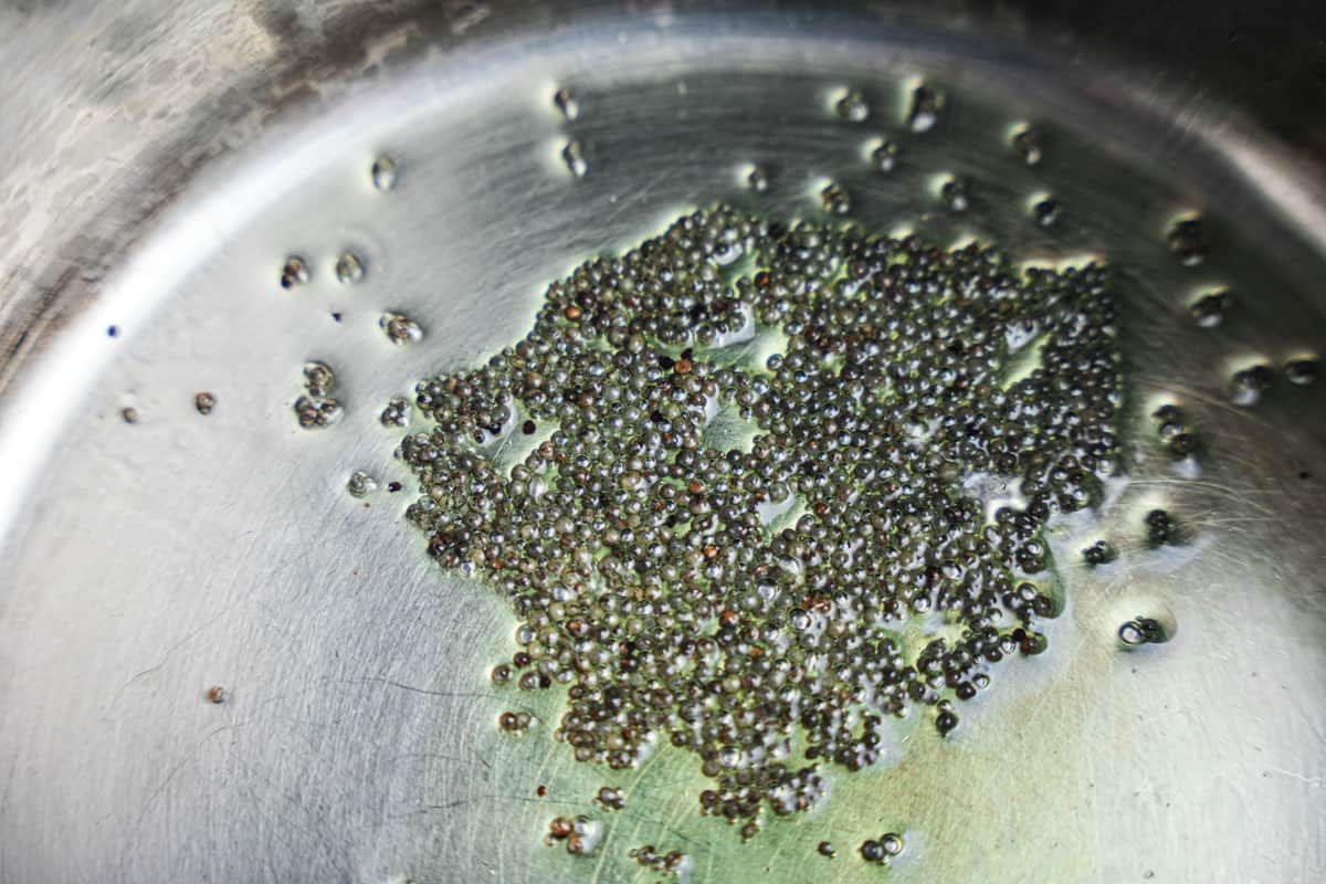 mustard seeds popping in hot oil inside a stainless steel pot
