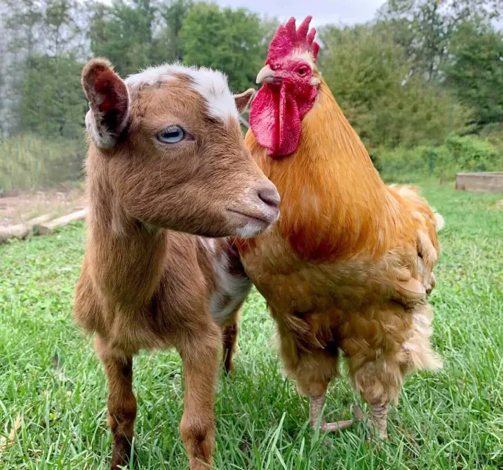 A rescued goat and rooster at Tamerlaine Sanctuary and Preserve in Sussex County, NJ
